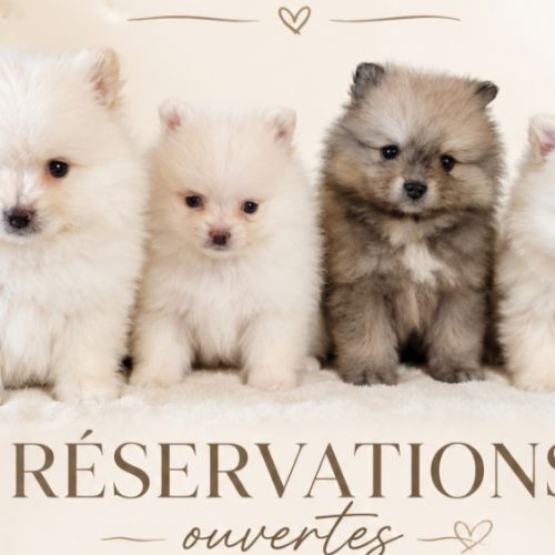 Chiots spitz nain