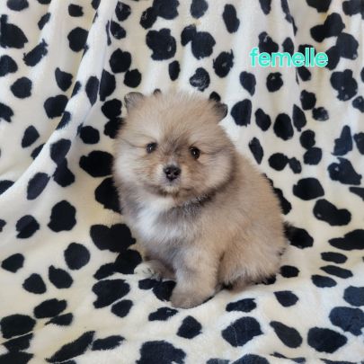 Chiots spitz nain #3