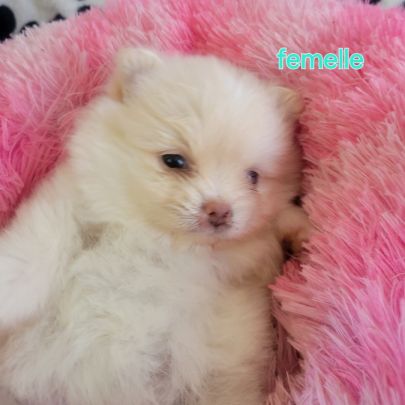 Chiots spitz nain #4