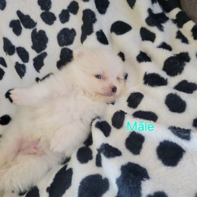Chiots spitz nain #5