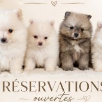 Chiots spitz nain #0