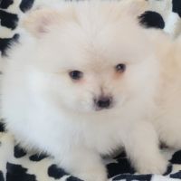 Chiots spitz nain #2