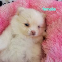 Chiots spitz nain #4