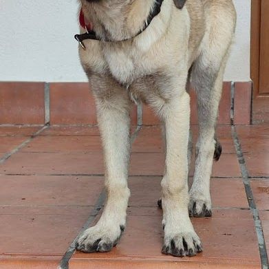 Galta chiot femelle mâtin espagnol #1