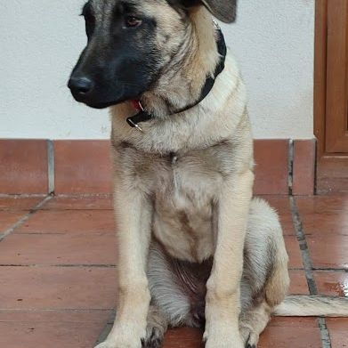 Galta chiot femelle mâtin espagnol #0