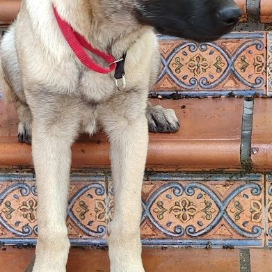 Galta chiot femelle mâtin espagnol #4