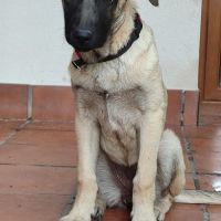 Galta chiot femelle mâtin espagnol #2