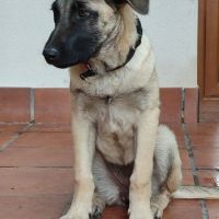 Galta chiot femelle mâtin espagnol