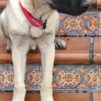 Galta chiot femelle mâtin espagnol #4