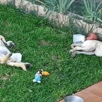 Galta chiot femelle mâtin espagnol #5