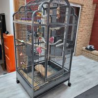 Elsa cacatoès de 3 ans #2