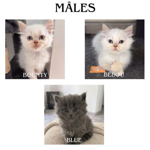 Chaton de race selkirk #1