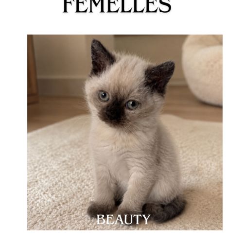 Chaton de race selkirk