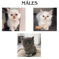 Chaton de race selkirk #1