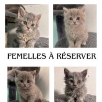Chaton de race selkirk #3