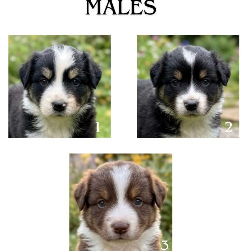 Chiot berger australien #1