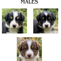Chiot berger australien #1
