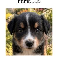 Chiot berger australien