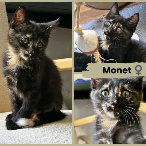Monet et pica, en double adoption #1