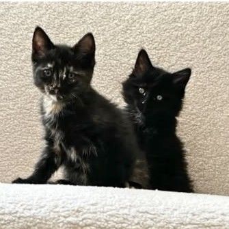 Monet et pica, en double adoption #0
