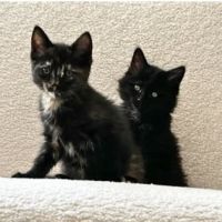 Monet et pica, en double adoption