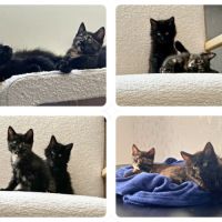 Monet et pica, en double adoption #3
