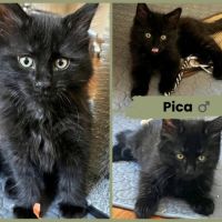 Monet et pica, en double adoption #4