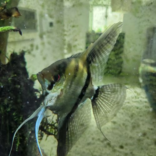 Arrêt aquarium donne poissons contre bons soins...