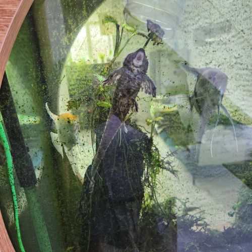 Arrêt aquarium donne poissons contre bons soins... #3