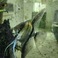 Arrêt aquarium donne poissons contre bons soins... #0