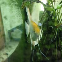 Arrêt aquarium donne poissons contre bons soins... #2