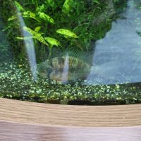 Arrêt aquarium donne poissons contre bons soins... #4