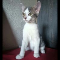 Blaidd, adorable chaton à l'adoption