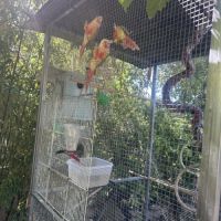 Vente bébé pyrrhura sevrés