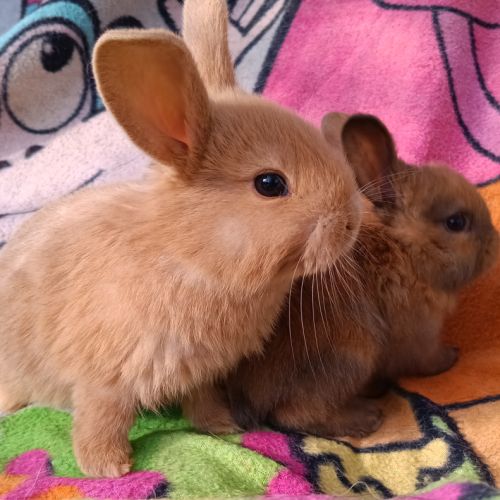 Lapineaux à adopter #4