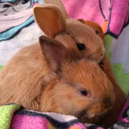 Lapineaux à adopter #6