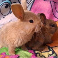 Lapineaux à adopter #4