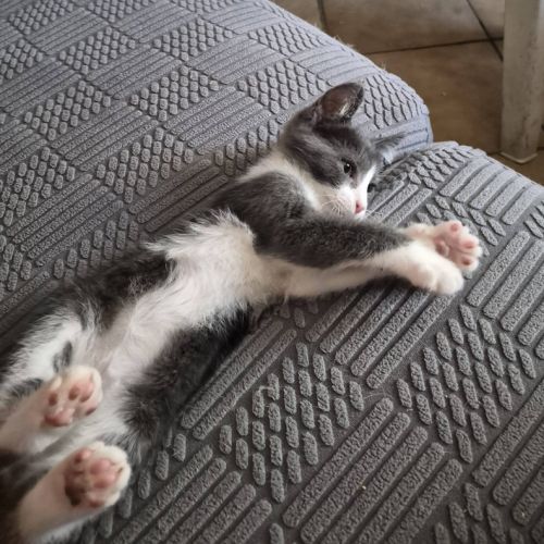 Boomy à l'adoption #2