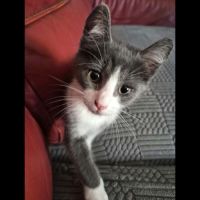Boomy à l'adoption