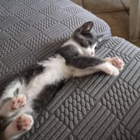 Boomy à l'adoption #2