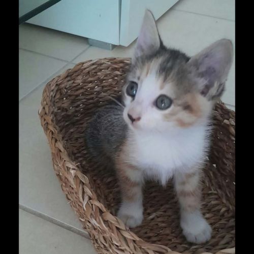 Clementine, à l'adoption #0
