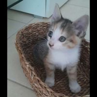 Clementine, à l'adoption