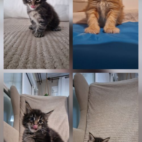 Vend chaton maine coon #1