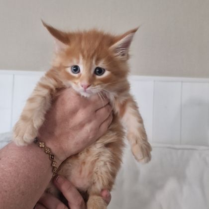 Vend chaton maine coon #0