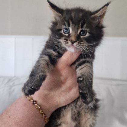 Vend chaton maine coon #3