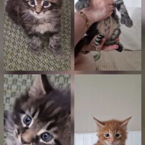 Vend chaton maine coon #4