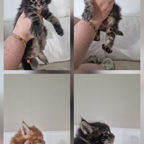 Vend chaton maine coon #5