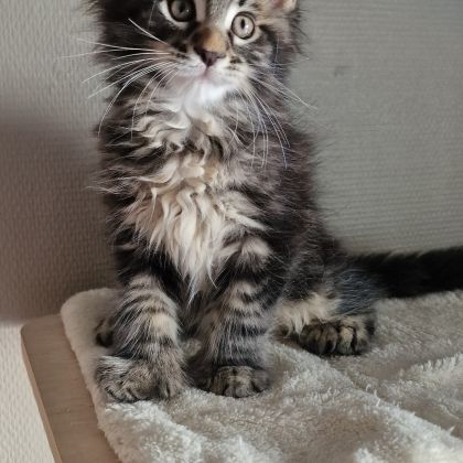 Vend chaton maine coon