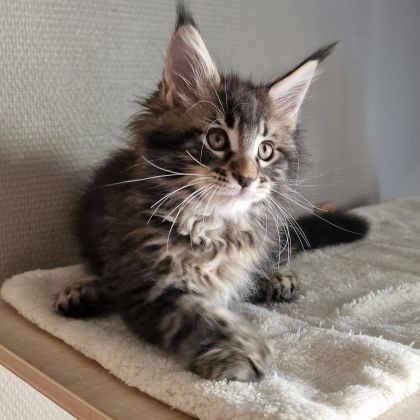 Vend chaton maine coon #2