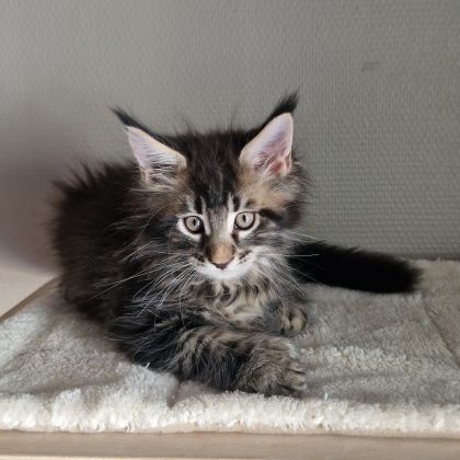 Vend chaton maine coon #3